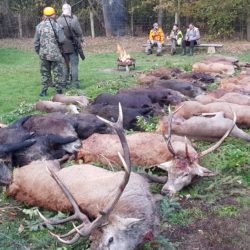 polowania na jelenie